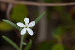 Pasture heliotrope